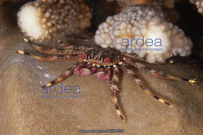 : Flat Rock Crab : Flat Rock Crab