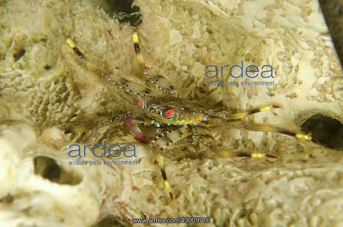 : Flat Rock Crab Baleh Slope dive site, Gili Mota : Flat Rock Crab Baleh Slope dive site, Gili Mota