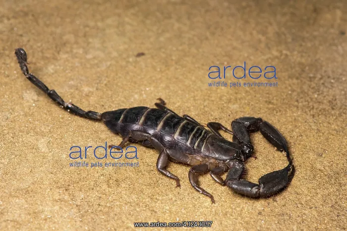 : Flat rock scorpion - on rock - Taken under controlled : Flat rock scorpion - on rock - Taken under controlled
