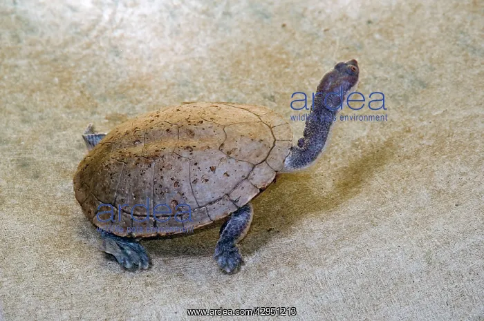 : Flat-shelled / Long-necked Turtle : Flat-shelled / Long-necked Turtle