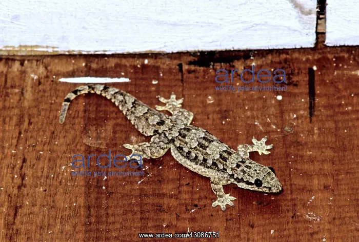 : Flat-tailed gecko (Cosymbotus platyurus) : Flat-tailed gecko (Cosymbotus platyurus)