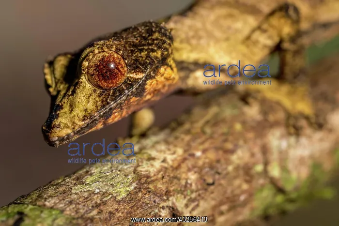 : Flat-tailed gecko (Uroplatus fivehy), Marojejy : Flat-tailed gecko (Uroplatus fivehy), Marojejy