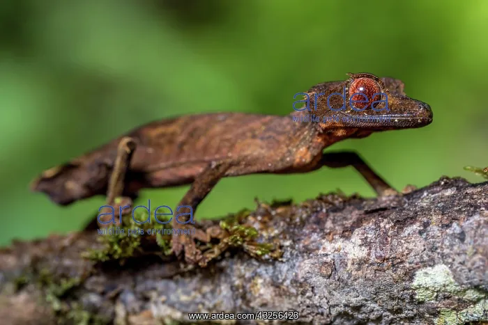 : Flat-tailed gecko (Uroplatus fivehy), Marojejy : Flat-tailed gecko (Uroplatus fivehy), Marojejy