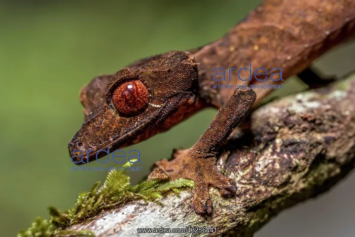: Flat-tailed gecko (Uroplatus fivehy), Marojejy : Flat-tailed gecko (Uroplatus fivehy), Marojejy