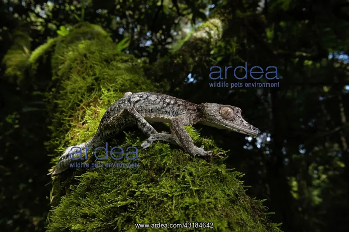 : Flat-tailed gecko (Uroplatus gigantaeus) in the : Flat-tailed gecko (Uroplatus gigantaeus) in the