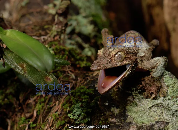 : Flat-tailed gecko (Uroplatus sikorea) with open : Flat-tailed gecko (Uroplatus sikorea) with open