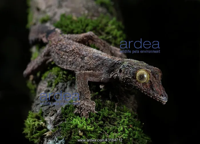 : Flat-tailed gecko (Uroplatus sikorea) in the rainforests : Flat-tailed gecko (Uroplatus sikorea) in the rainforests