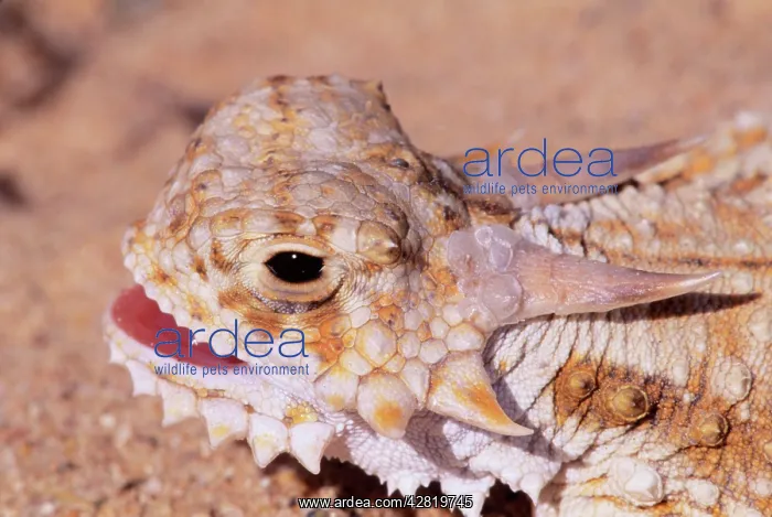: Flat-tailed Horned LIZARD : Flat-tailed Horned LIZARD