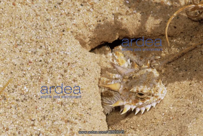 : Flat-tailed Horned LIZARD - emerging from burrow : Flat-tailed Horned LIZARD - emerging from burrow