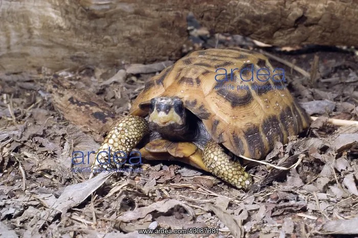 : Flat-Tailed Spider Tortoise : Flat-Tailed Spider Tortoise