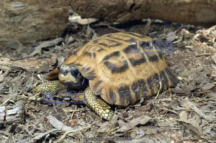 : Flat-Tailed Spider Tortoise : Flat-Tailed Spider Tortoise
