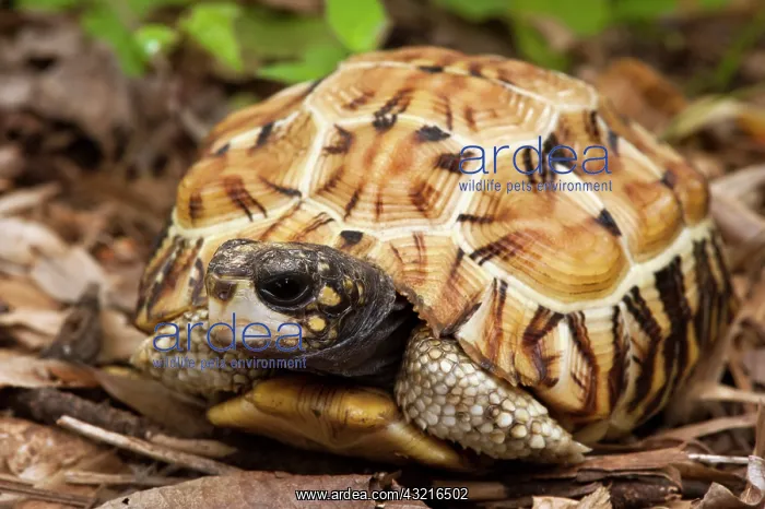 : Flat-tailed Tortoise (Pyxis planicauda) : Flat-tailed Tortoise (Pyxis planicauda)