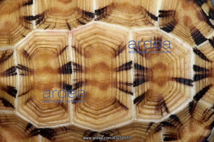 : Flat-tailed Tortoise (Pyxis planicauda) : Flat-tailed Tortoise (Pyxis planicauda)