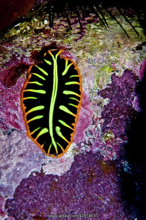 : Flat Worm (Pseudoceros dimidiatus). Indonesia : Flat Worm (Pseudoceros dimidiatus). Indonesia