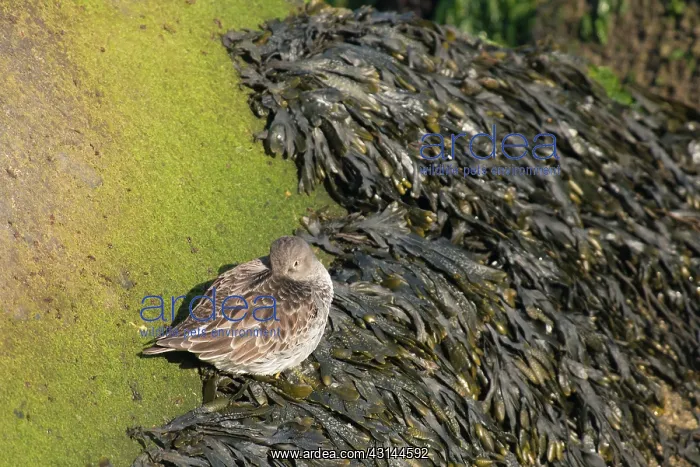 : Flat Wrack : Flat Wrack