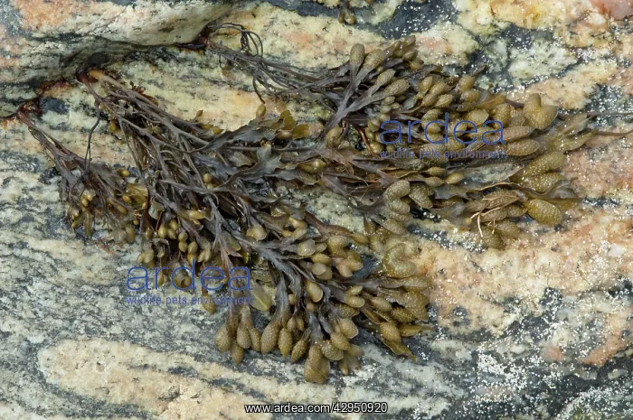 : Flat Wrack - growing on rock : Flat Wrack - growing on rock