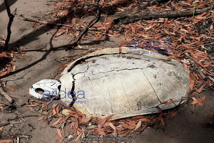 : Flatback Turtle carcase : Flatback Turtle carcase