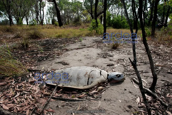 : Flatback Turtle carcase : Flatback Turtle carcase