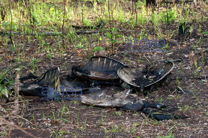 : Flatback Turtle carcase : Flatback Turtle carcase