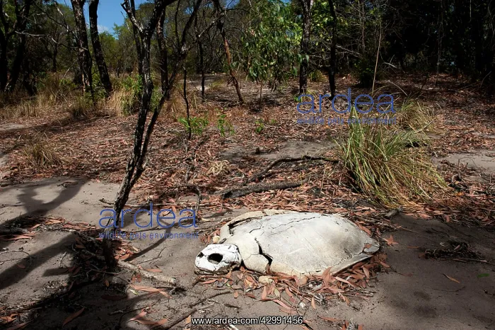 : Flatback Turtle carcase : Flatback Turtle carcase