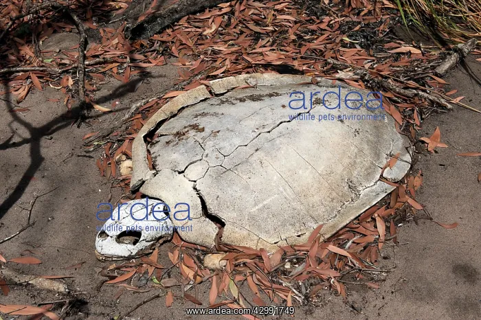 : Flatback Turtle carcase : Flatback Turtle carcase