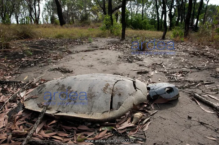 : Flatback Turtle carcase : Flatback Turtle carcase