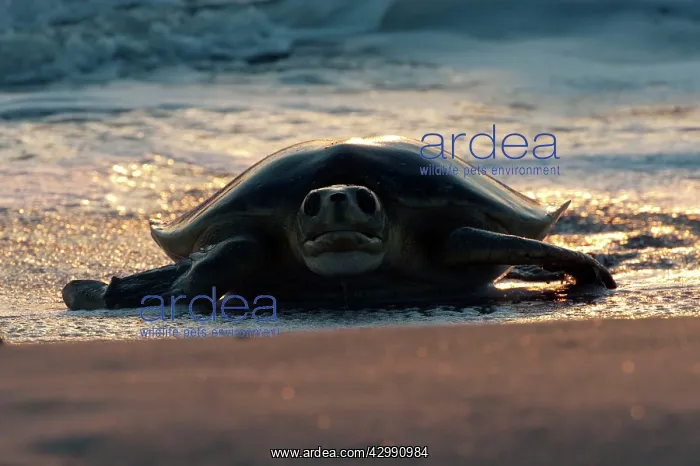 : Flatback Turtle - coming ashore to lay on Crab Island : Flatback Turtle - coming ashore to lay on Crab Island