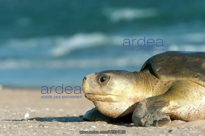 : Flatback Turtle - coming ashore to lay on Crab Island : Flatback Turtle - coming ashore to lay on Crab Island