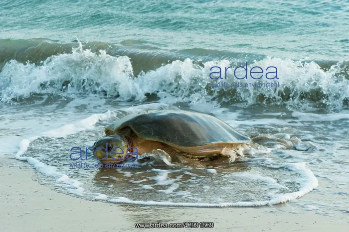 : Flatback Turtle - coming ashore to lay on Crab Island : Flatback Turtle - coming ashore to lay on Crab Island