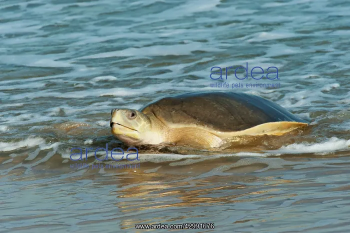 : Flatback Turtle - coming ashore to lay on Crab Island : Flatback Turtle - coming ashore to lay on Crab Island