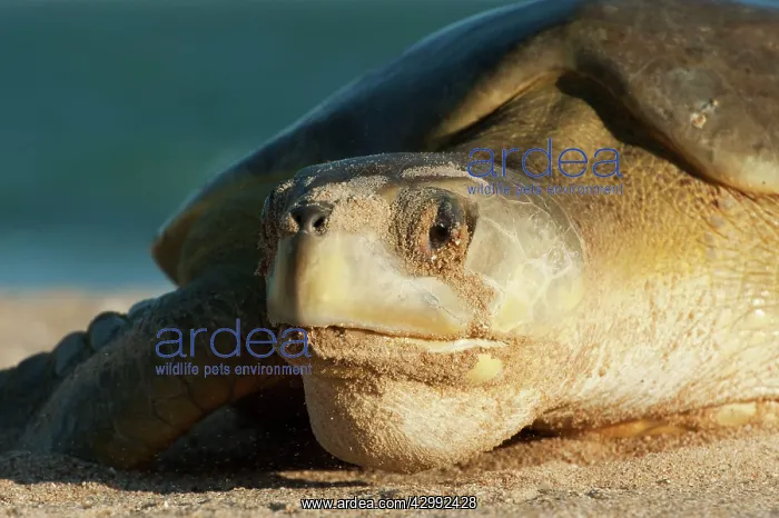 : Flatback Turtle - coming ashore to lay on Crab Island : Flatback Turtle - coming ashore to lay on Crab Island