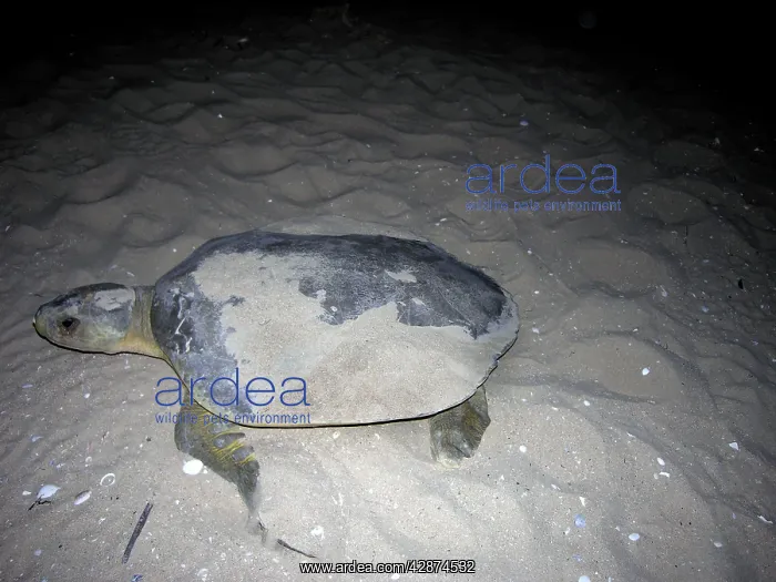 : Flatback turtle - A female flatback comes out of : Flatback turtle - A female flatback comes out of