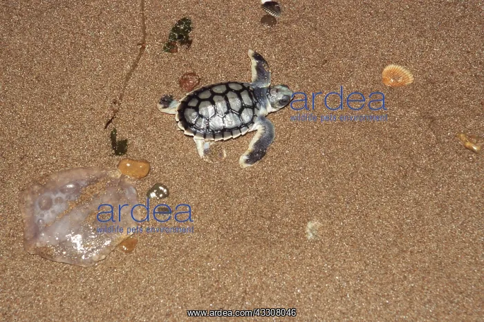 : FLATBACK TURTLE - HATCHLING : FLATBACK TURTLE - HATCHLING