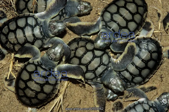 : FLATBACK TURTLE - HATCHLINGS : FLATBACK TURTLE - HATCHLINGS