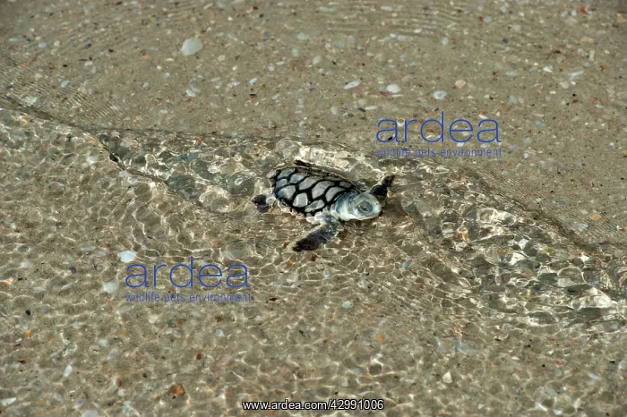 : Flatback Turtle - hatchlings : Flatback Turtle - hatchlings