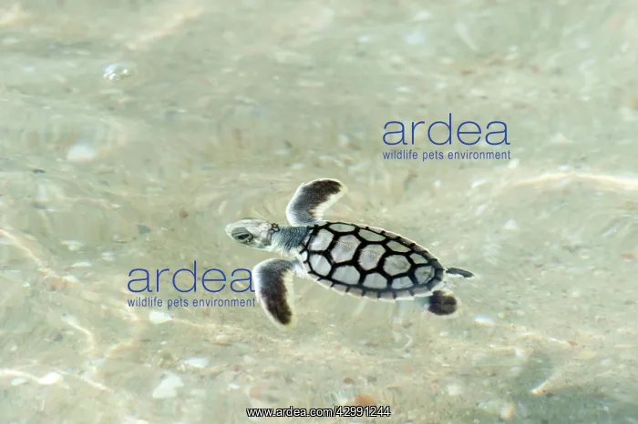 : Flatback Turtle - hatchlings : Flatback Turtle - hatchlings