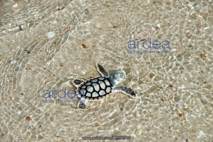 : Flatback Turtle - hatchlings : Flatback Turtle - hatchlings