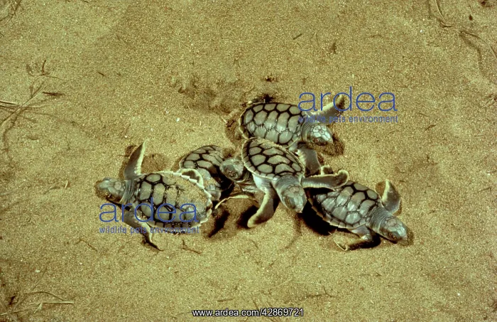 : Flatback Turtle - Hatchlings emerging at night : Flatback Turtle - Hatchlings emerging at night