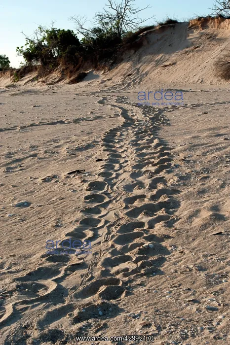  : Flatback Turtle Track - as the reptile goes up beach to lay