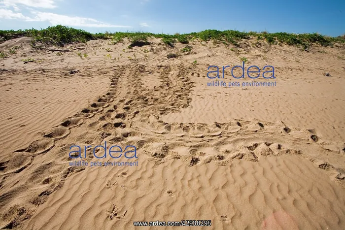 : Flatback Turtle tracks : Flatback Turtle tracks
