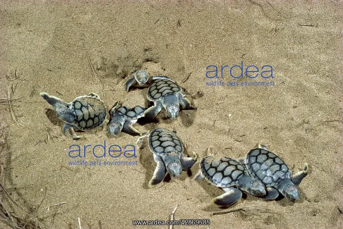 : Flatback Turtles - Hatchlings emerging at night : Flatback Turtles - Hatchlings emerging at night