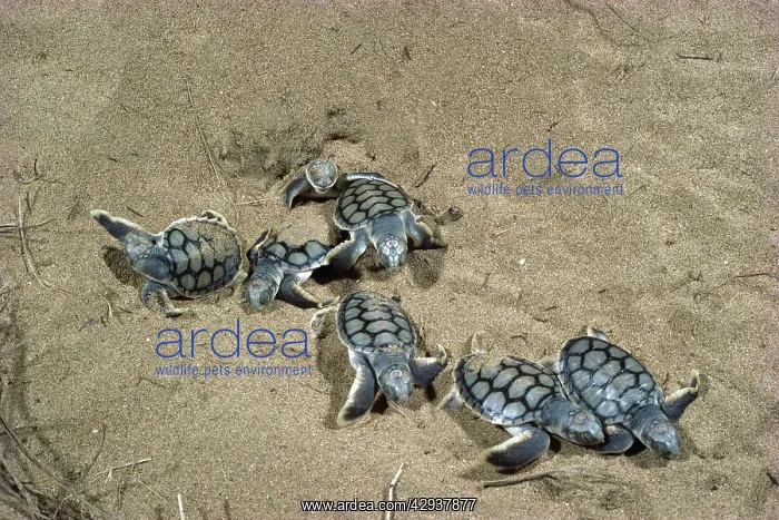 : Flatback turtles (Natator depressus) hatchlings : Flatback turtles (Natator depressus) hatchlings