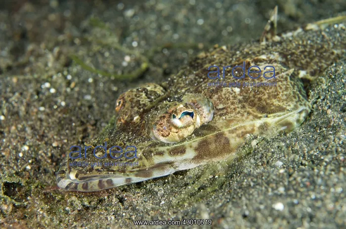 : Flathead on black sand on night dive Jahir dive : Flathead on black sand on night dive Jahir dive