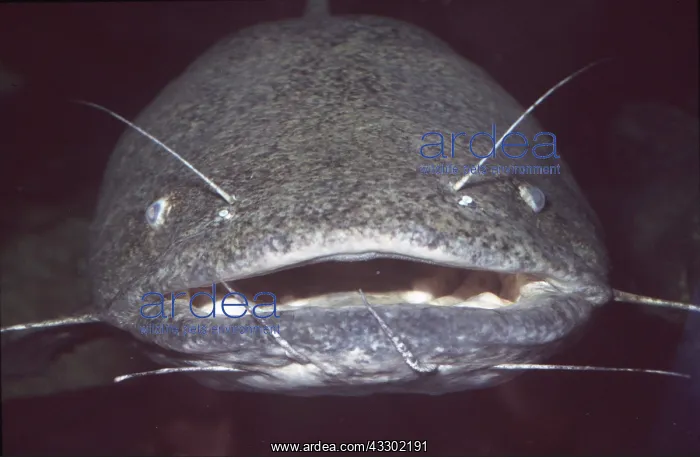 : FLATHEAD CATFISH - showing barbels (feelers) : FLATHEAD CATFISH - showing barbels (feelers)
