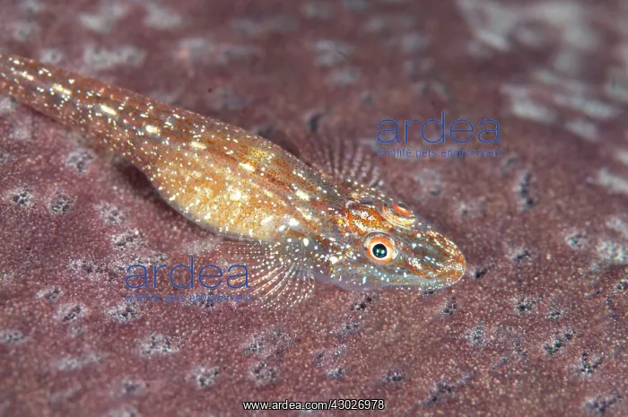 : Flathead Goby : Flathead Goby