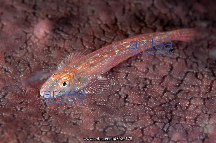: Flathead Goby Seraya shore dive, Bali, Indonesia : Flathead Goby Seraya shore dive, Bali, Indonesia