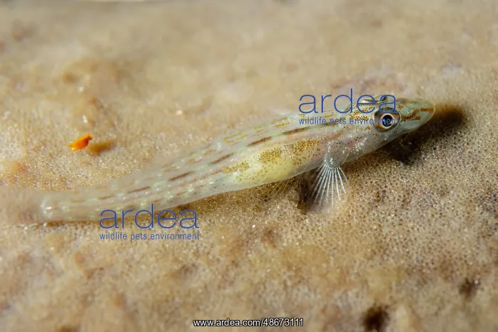 : Flathead Goby - on Sponge (Porifera Phylum) - Gili Lawa : Flathead Goby - on Sponge (Porifera Phylum) - Gili Lawa