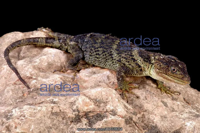 : Flathead knob-scaled lizard (Xenosaurus platyceps) : Flathead knob-scaled lizard (Xenosaurus platyceps)