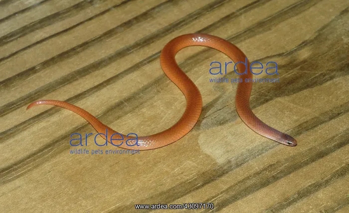 : Flathead Snake : Flathead Snake