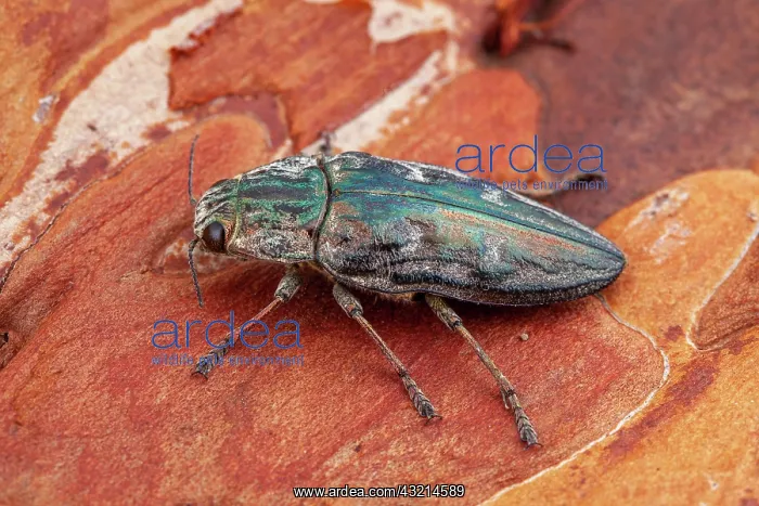 : Flatheaded pine borer (Chalcophora massiliensis) : Flatheaded pine borer (Chalcophora massiliensis)